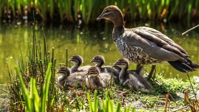 Ducklings on ANU campus