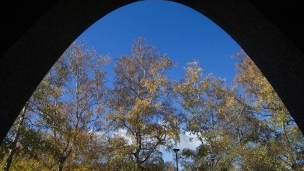 Trees and blue sky seen from Chifley Library